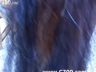 Animal Sex Complication