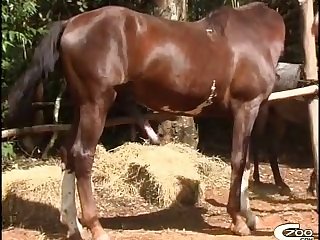 Animal Reproduction Sex