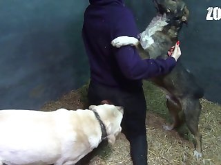 Genshin Impact Zoofilia