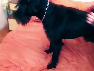 Zoofilia Con Marranos