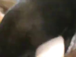 Sexo Zoofilia Casero