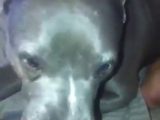 Top Shemale Stars Xxx Porn Xxx