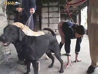 Zoo Porn Torrent
