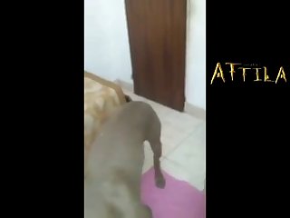 Hd Free Animal Sex