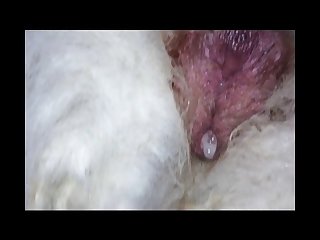Gay Animal Sex Men