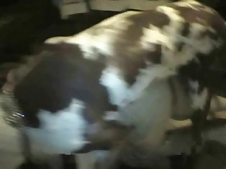 Animal Sex Hot Girl