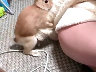 Wife Has Animal Sex