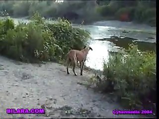 Zoophilie Meaning