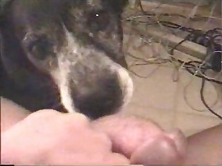 Harry Potter Dog Porn