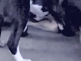 Girl Cosplay Dog Porn