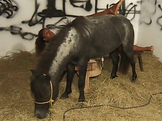 Hindi Animal Sex
