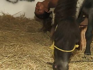 Hindi Animal Sex