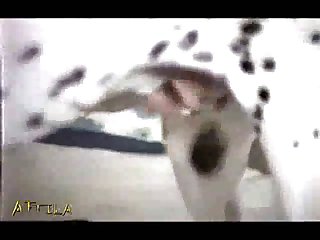 Animal Sex Have To Fuck With Dogs And Blow Horse Cocks 59 Min Animalsex Part 6