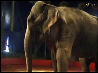Sexy Girl And Elephant Part 5