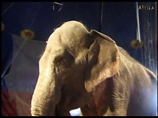 Sexy Girl And Elephant Part 5