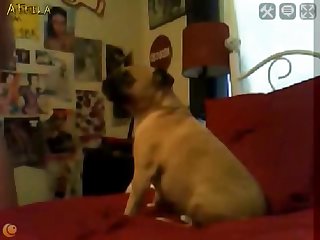 1580 Young Girl Lets Her Dog Lick Her On Webcam Part 13
