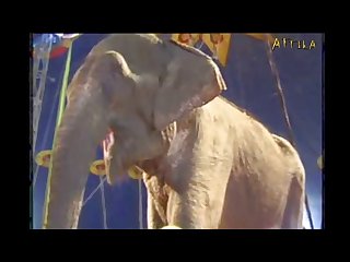 Milly Amorim 2795 3115 Elephant Part 6