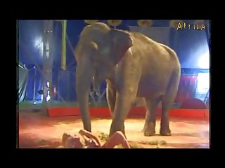 The Dog Pens. Contrary To The Team's Expectation