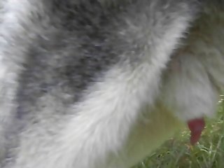 With Puppy Making Seed