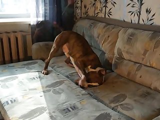 Team Russia Petlove Mixed Dog Sex
