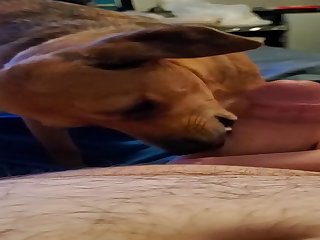 Doggie Likes A Lick