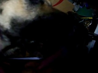 Gsd Doggy Licks My Cock