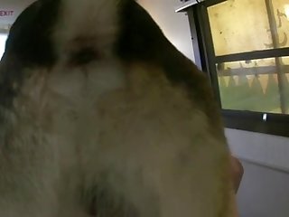 Guy Fucked By Big Dog