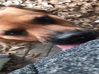 Just Getting My Daily Cock Licks From My Dog