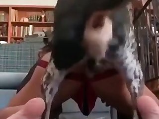 I Love Dog Cock.