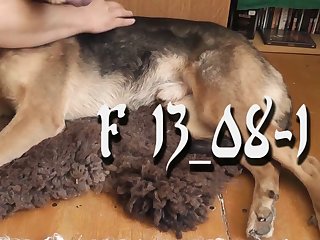 German Shepherd Dog Jerk And Suck