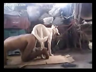 Man And Dog Play Involves A Variety Of Positions