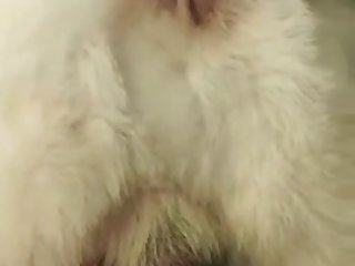 Male Dog Orgasm