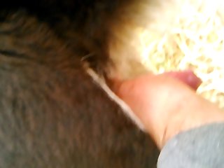 Oral Male Dog