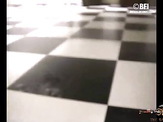 Dog animal porn
