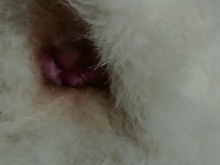 Dog Anal Fucked And Creampie Gay Beat