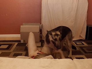 Sensitive Shepherd Jerking