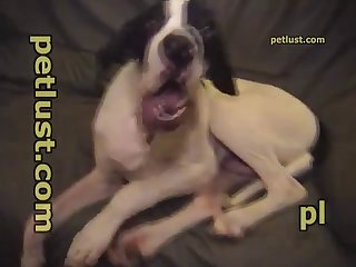 Danger Puppy P123 Petlust