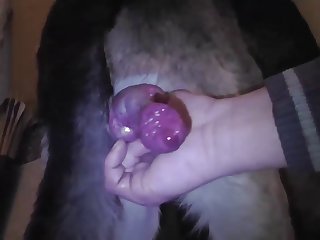 Guy Doing Handjob On His Dog