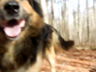 German Shepherd Fucks His Owner Outdoors
