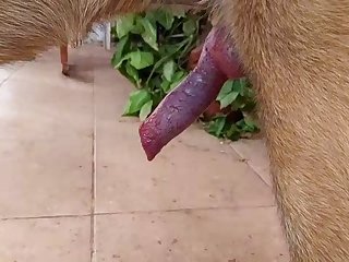 Malinois Masturbation