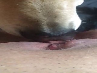 Doggy Licks Ftm Pussy