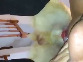 Man Fucked By Dog Porn