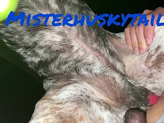 Misterhuskytail Content
