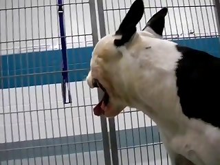 Good Times In The Kennels