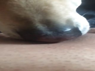 Doggy Licks Ftm Pussy