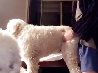 Boy Fucks His Mothers Dog In The Ass