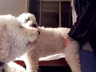 Boy Fucks His Mothers Dog In The Ass