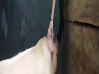 Animalboy Fickt Schweine