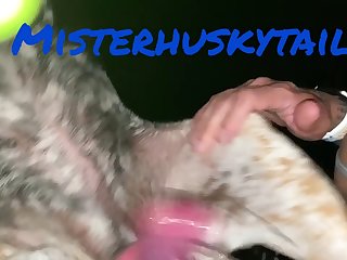 Misterhuskytail Content