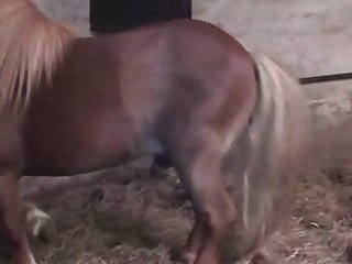 Pony Rapes Woman Hard